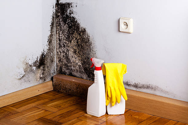 Best Insurance-Related Mold Remediation in Ansonia, CT