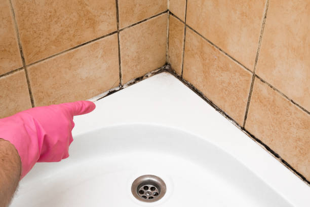 Best Attic Mold Remediation in Ansonia, CT